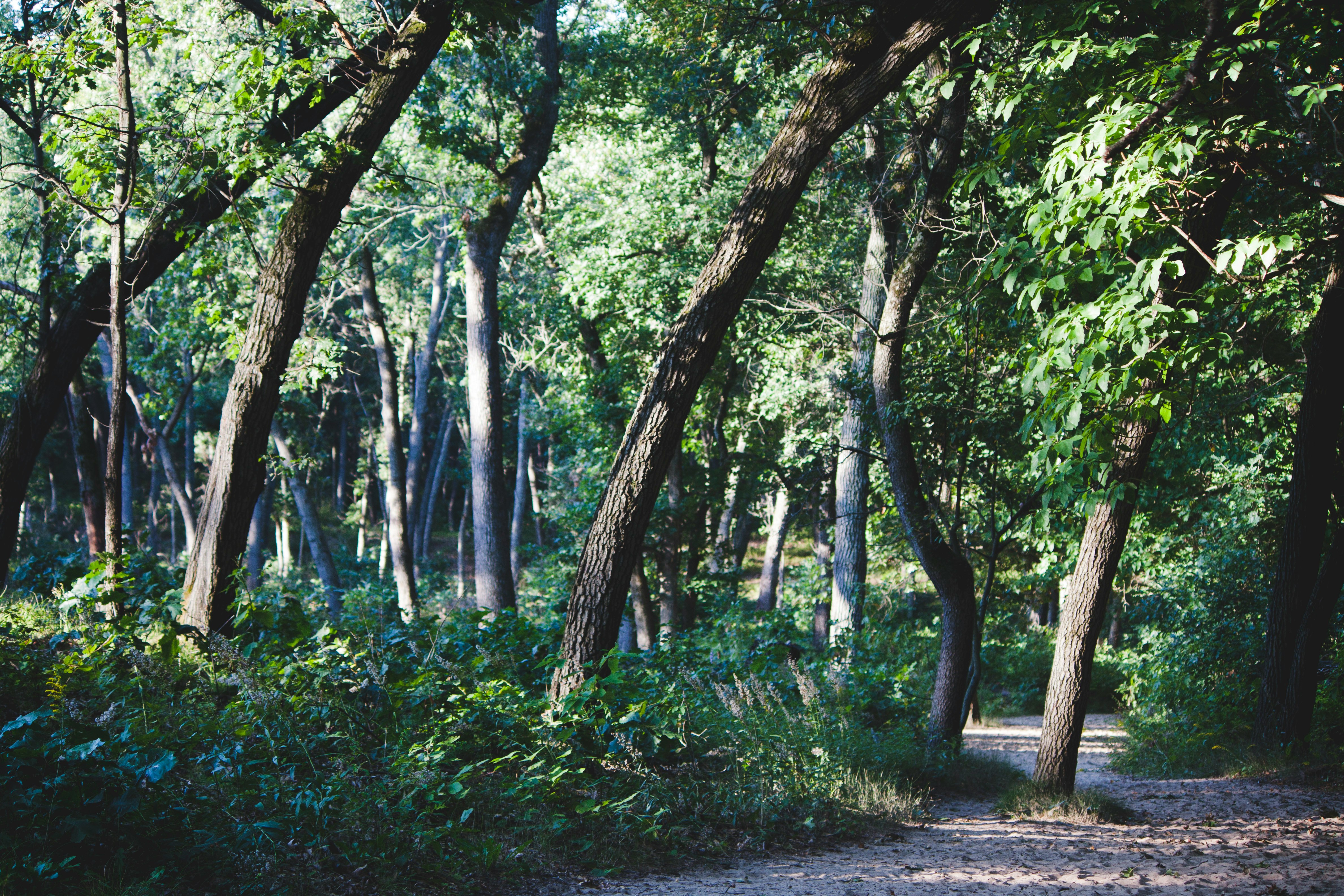 green leafed trees